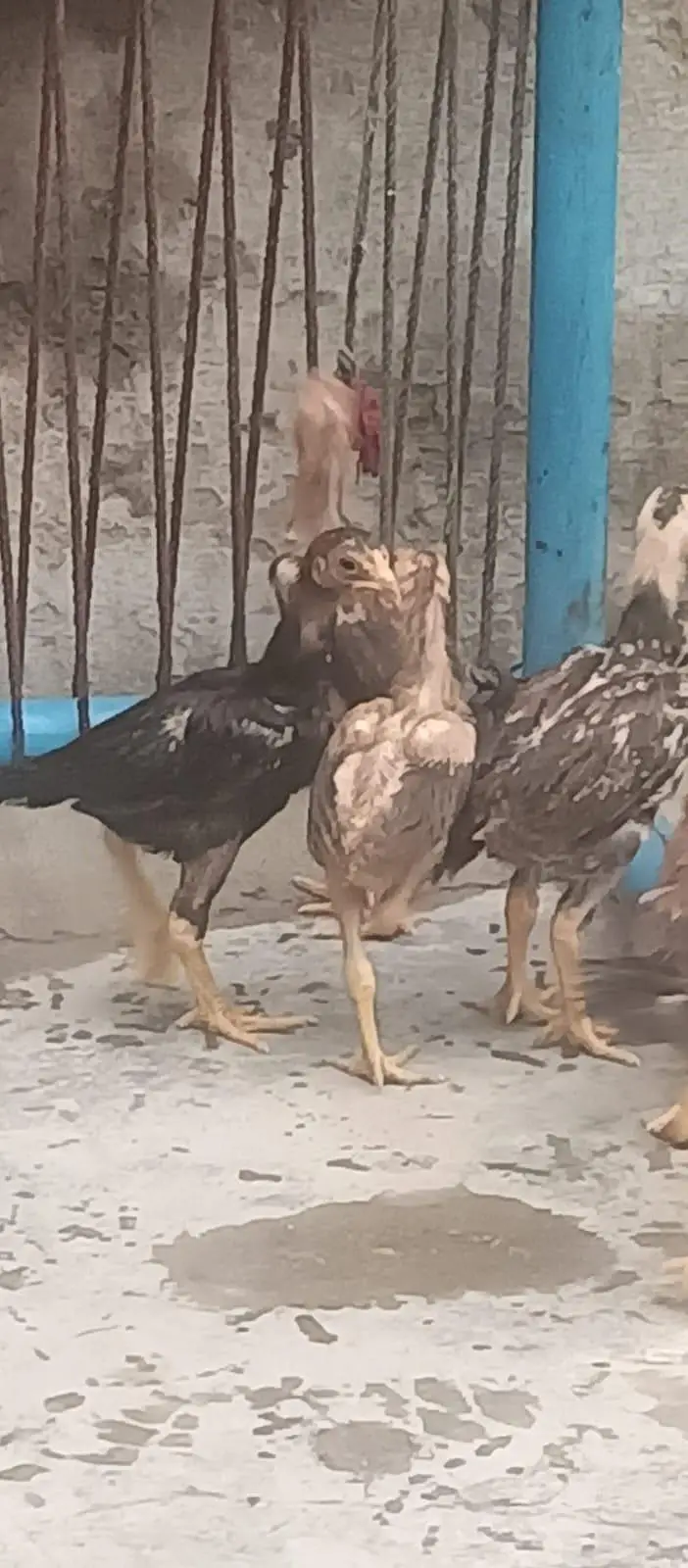 heera Aseel chicks — photo 6