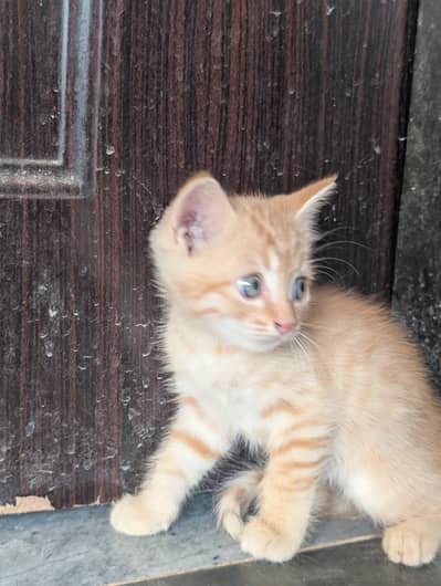 Persian female and male kitten
