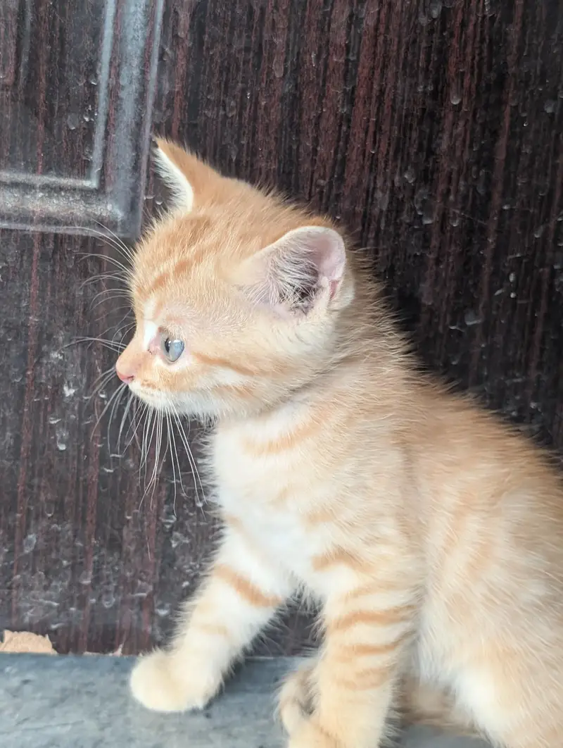 Persian female and male kitten — photo 2