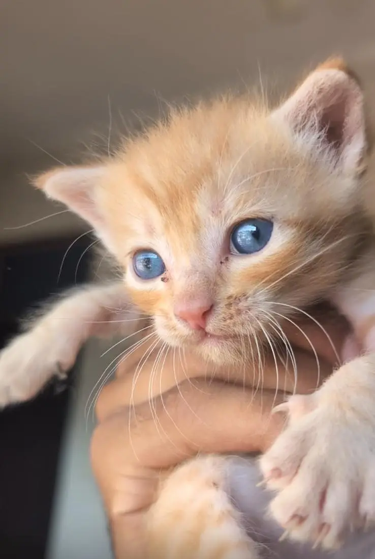 Persian female and male kitten — photo 3