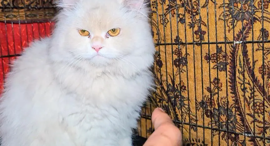 Persian female and male kitten — photo 4