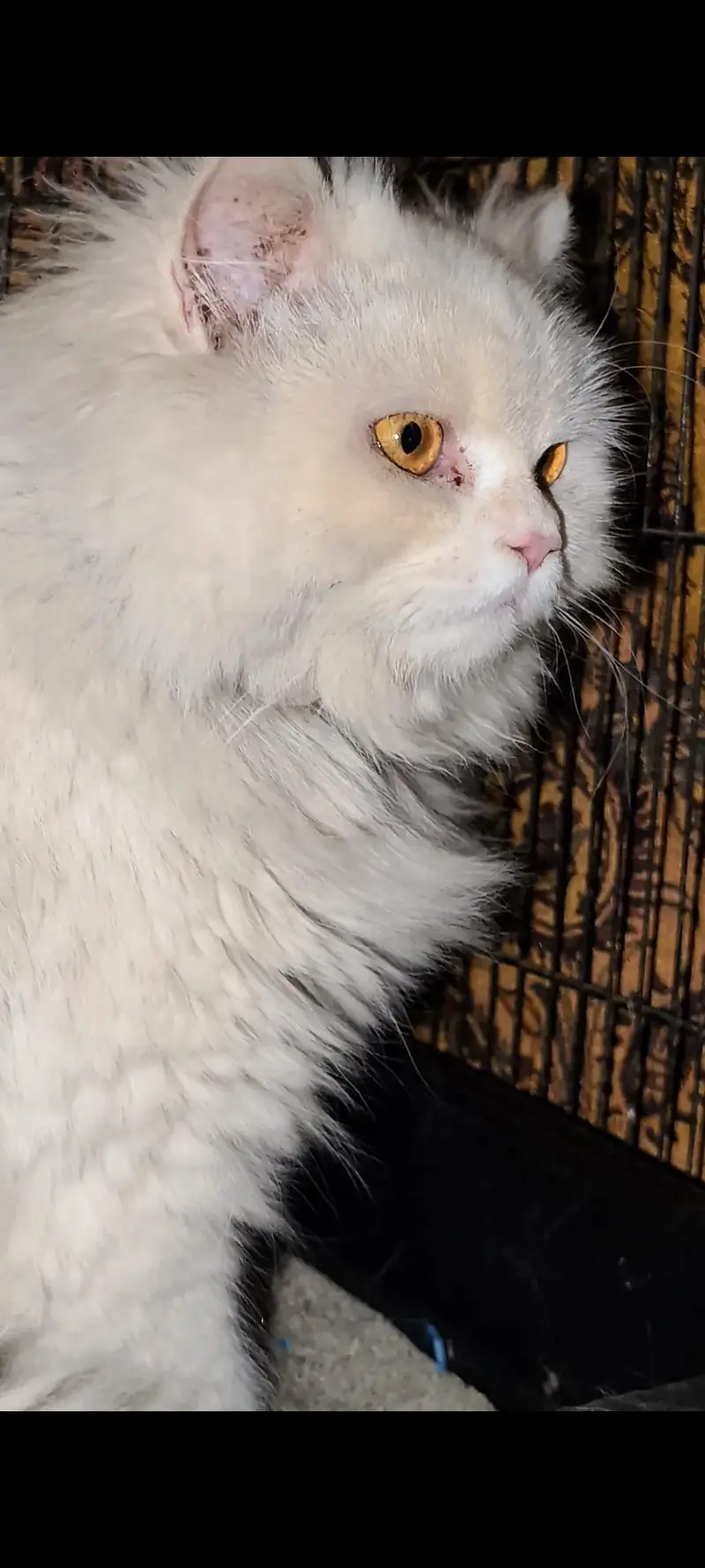 Persian female and male kitten — photo 5