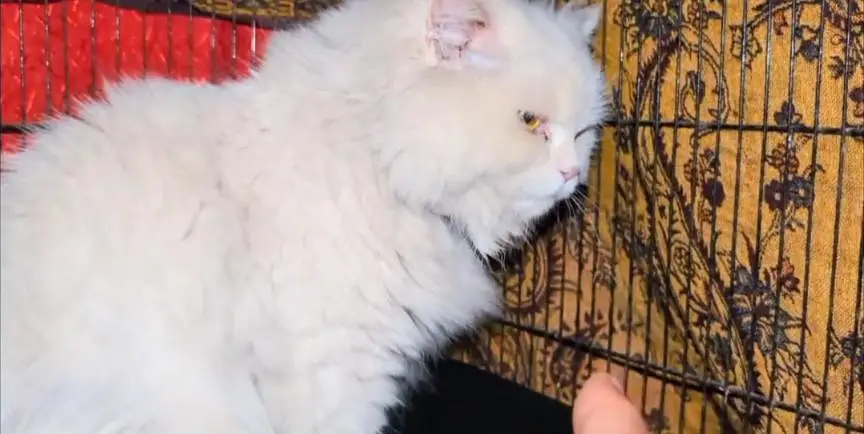 Persian female and male kitten — photo 6