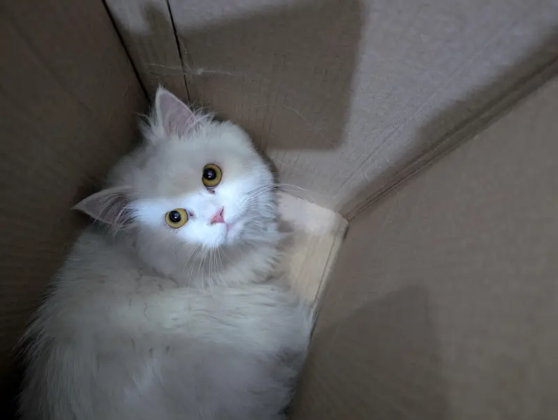 Persian female and male kitten — photo 7