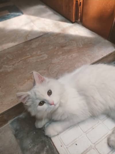 Cat for sale