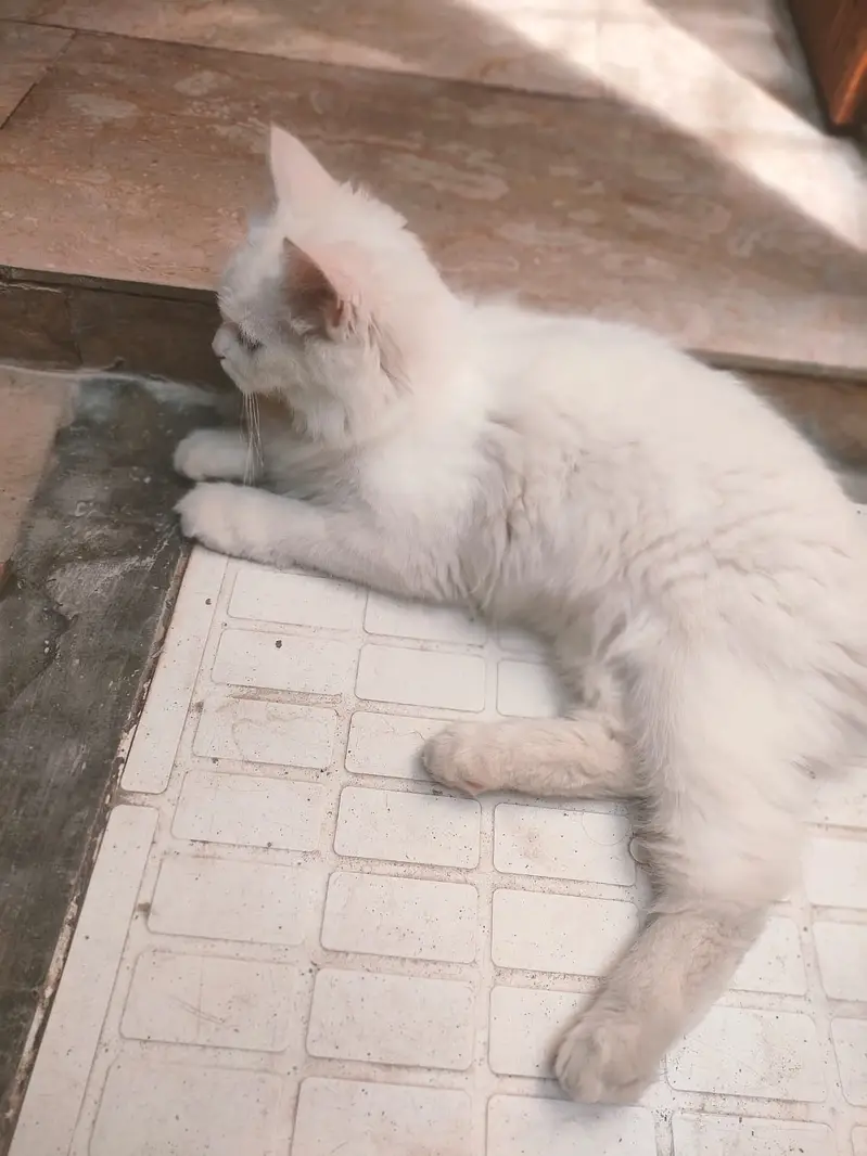 Cat for sale — photo 2