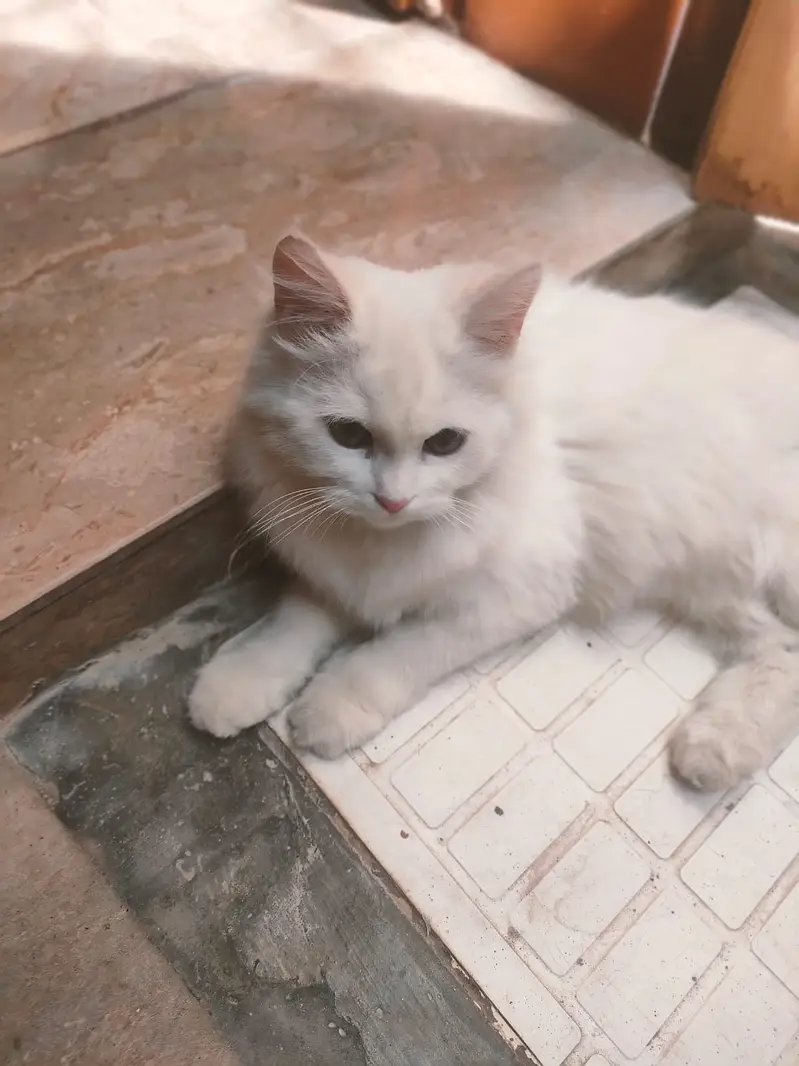 Cat for sale — photo 3