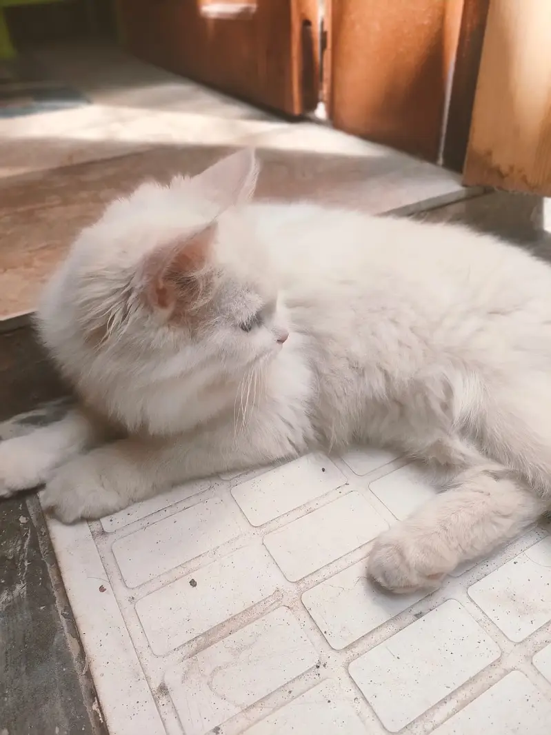 Cat for sale — photo 4