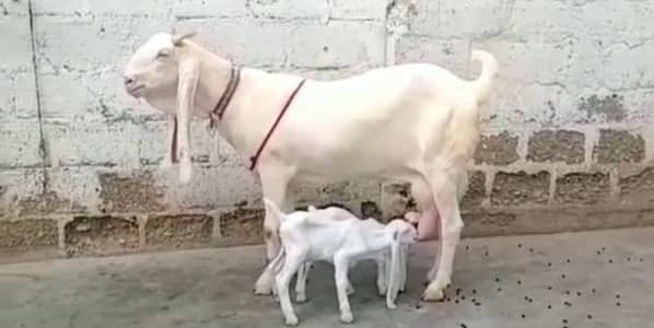 2 Bacchon ka sath Gulabi Bakri For Sale _ _03472094636