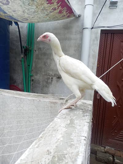 Heera Aseel Hens Females