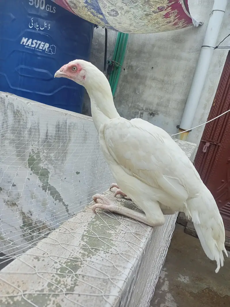 Heera Aseel Hens Females — photo 2