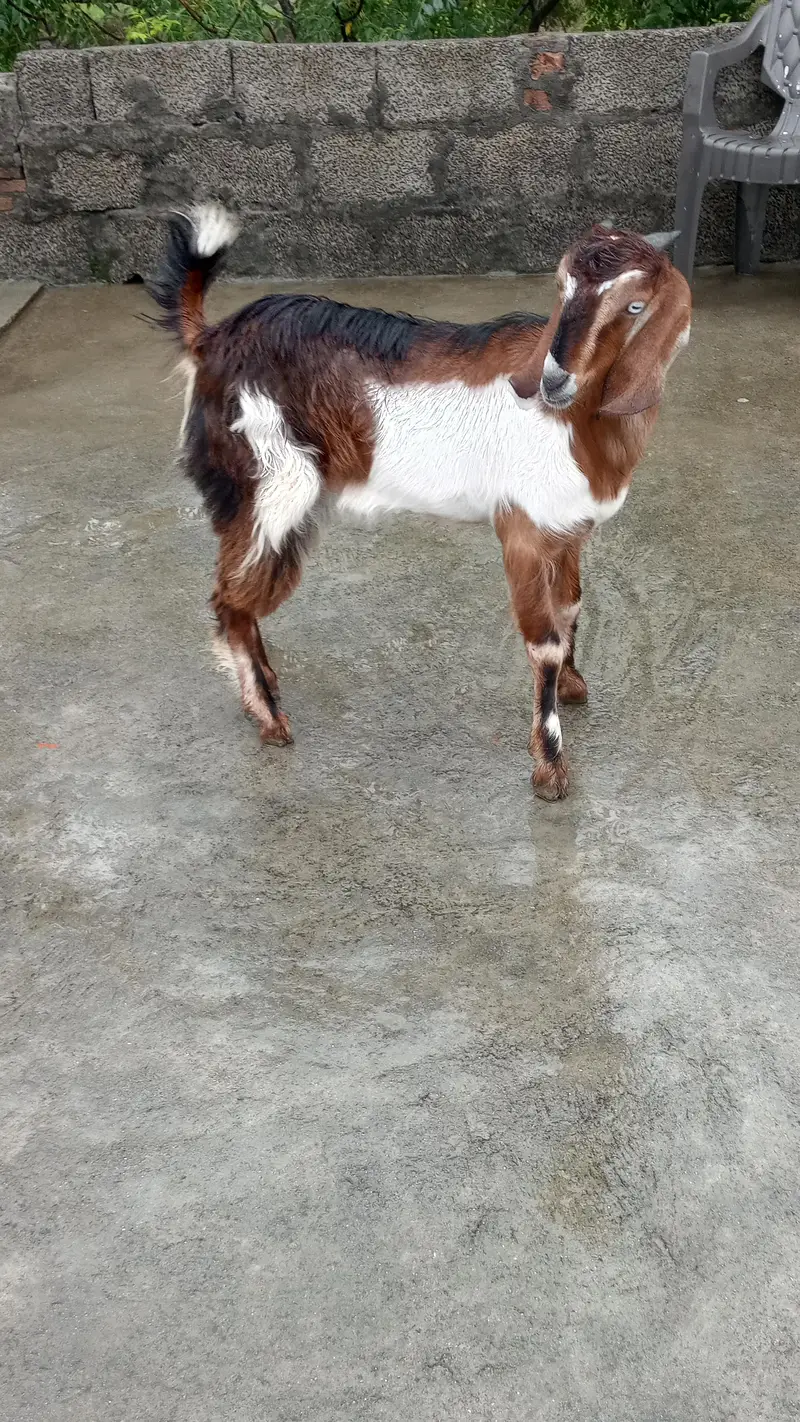 bakri for sale — photo 2