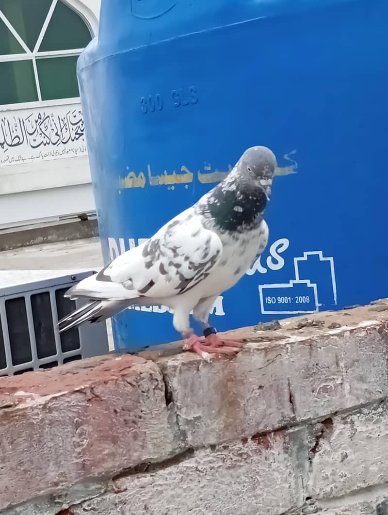 خوبصورت سفید سلیٹی ہائی فلائر کبوتر فروخت کے لیے | Healthy & Active 0