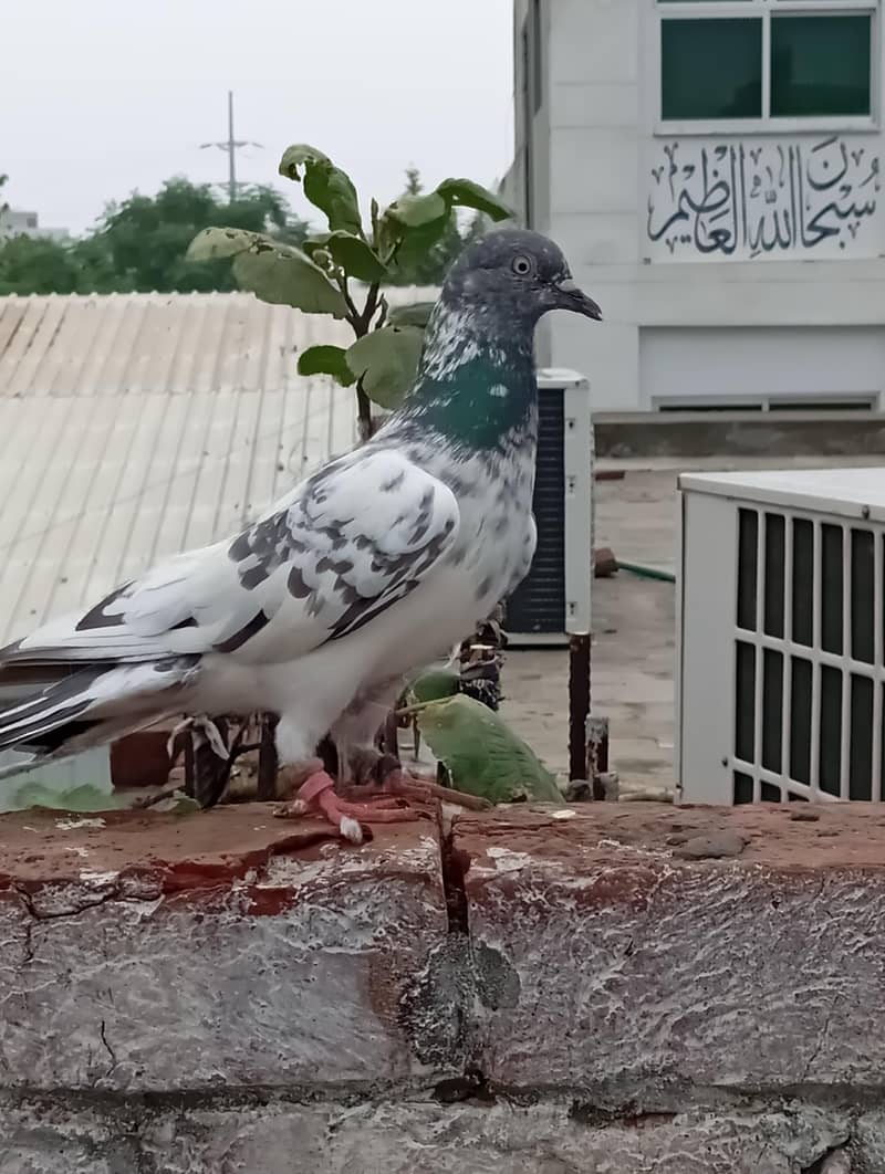 خوبصورت سفید سلیٹی ہائی فلائر کبوتر فروخت کے لیے | Healthy & Active 1