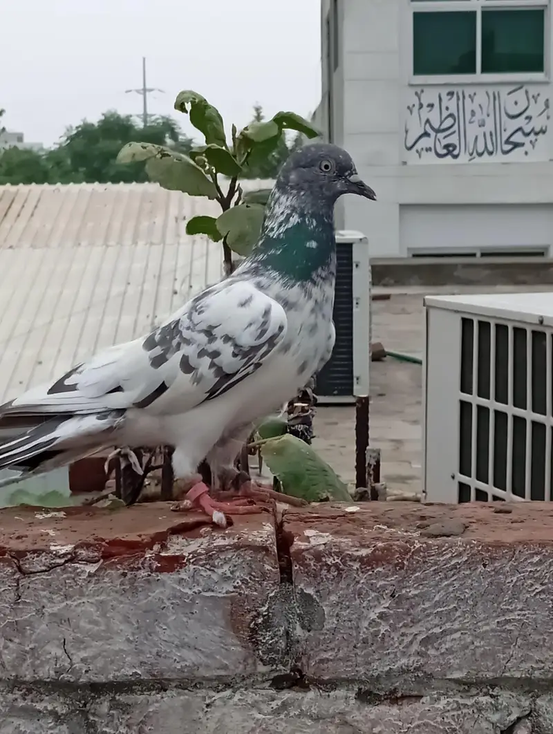 خوبصورت سفید سلیٹی ہائی فلائر کبوتر فروخت کے لیے | Healthy & Active — photo 2
