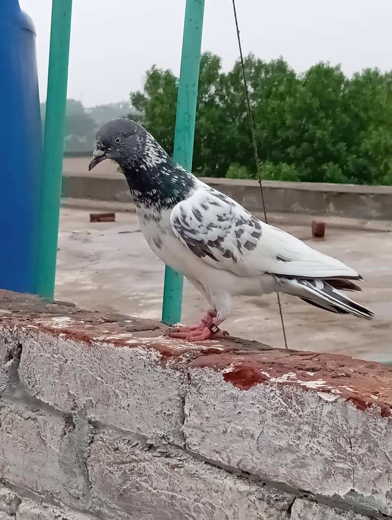 خوبصورت سفید سلیٹی ہائی فلائر کبوتر فروخت کے لیے | Healthy & Active 2