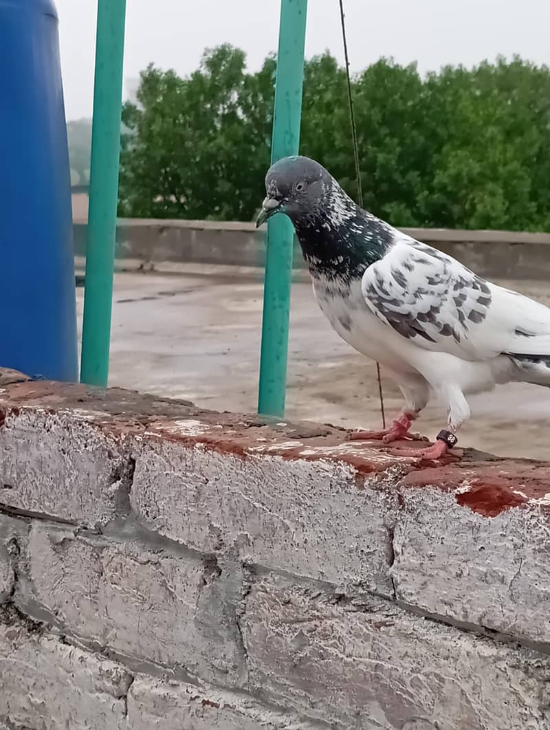 خوبصورت سفید سلیٹی ہائی فلائر کبوتر فروخت کے لیے | Healthy & Active 3