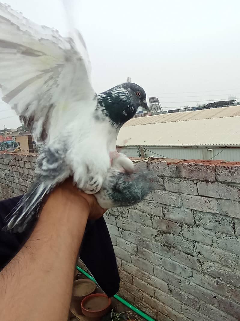 خوبصورت سفید سلیٹی ہائی فلائر کبوتر فروخت کے لیے | Healthy & Active 4