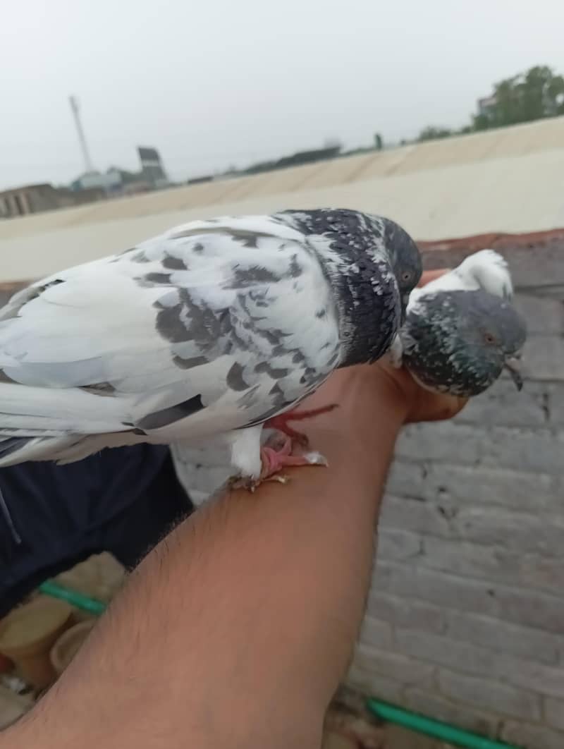 خوبصورت سفید سلیٹی ہائی فلائر کبوتر فروخت کے لیے | Healthy & Active 5