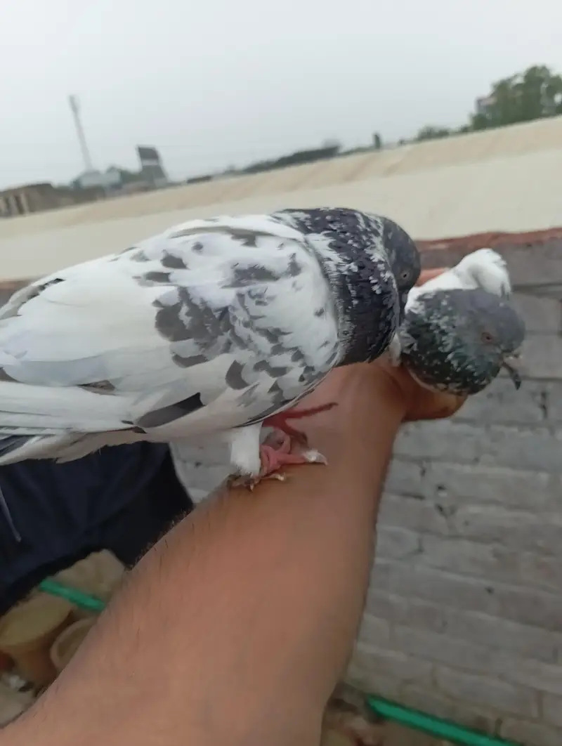 خوبصورت سفید سلیٹی ہائی فلائر کبوتر فروخت کے لیے | Healthy & Active — photo 6