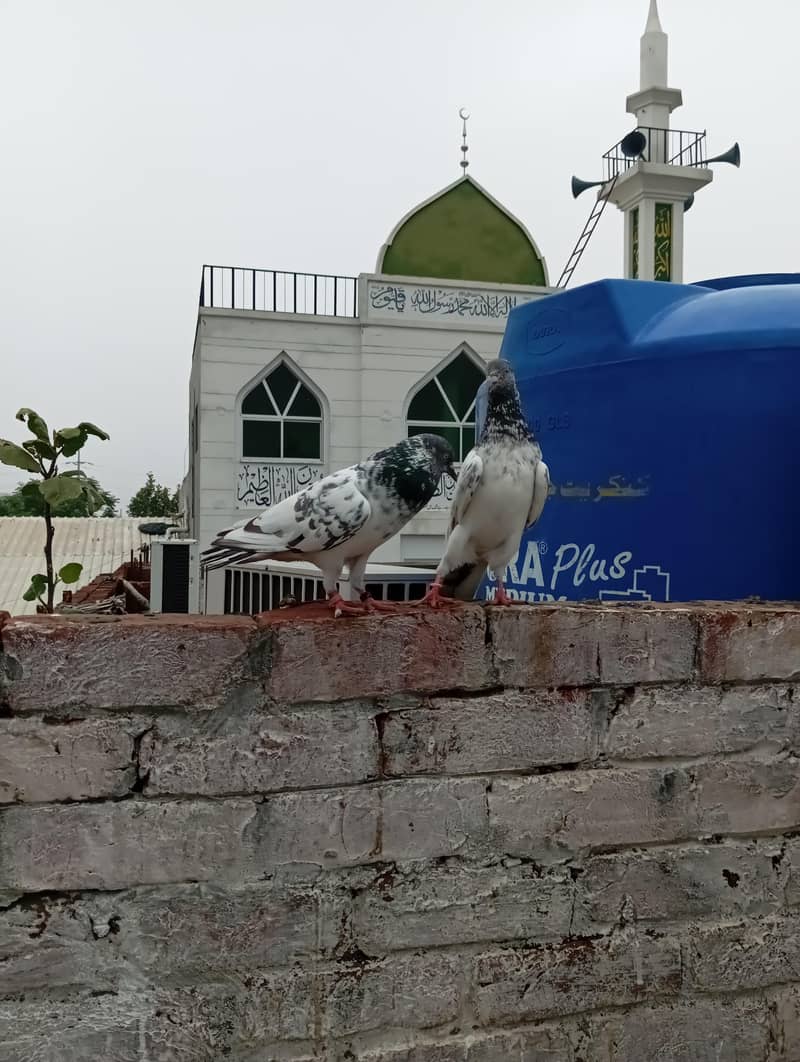 خوبصورت سفید سلیٹی ہائی فلائر کبوتر فروخت کے لیے | Healthy & Active 9
