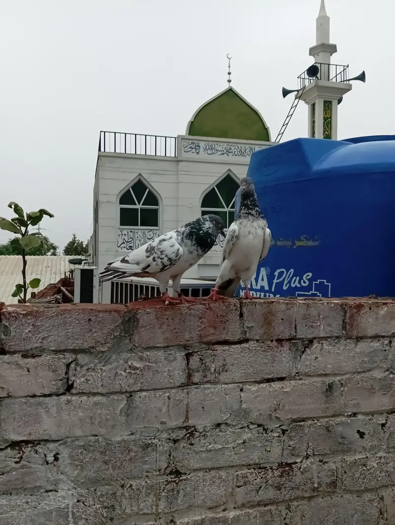 خوبصورت سفید سلیٹی ہائی فلائر کبوتر فروخت کے لیے | Healthy & Active — photo 10