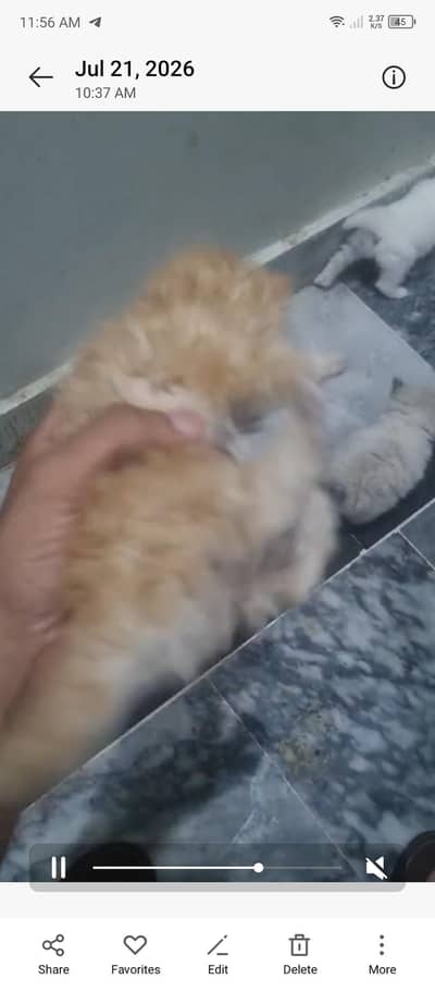 Persian cat