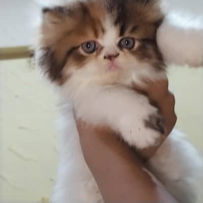 cat Persian punch face pair with one kitten in Islamabad