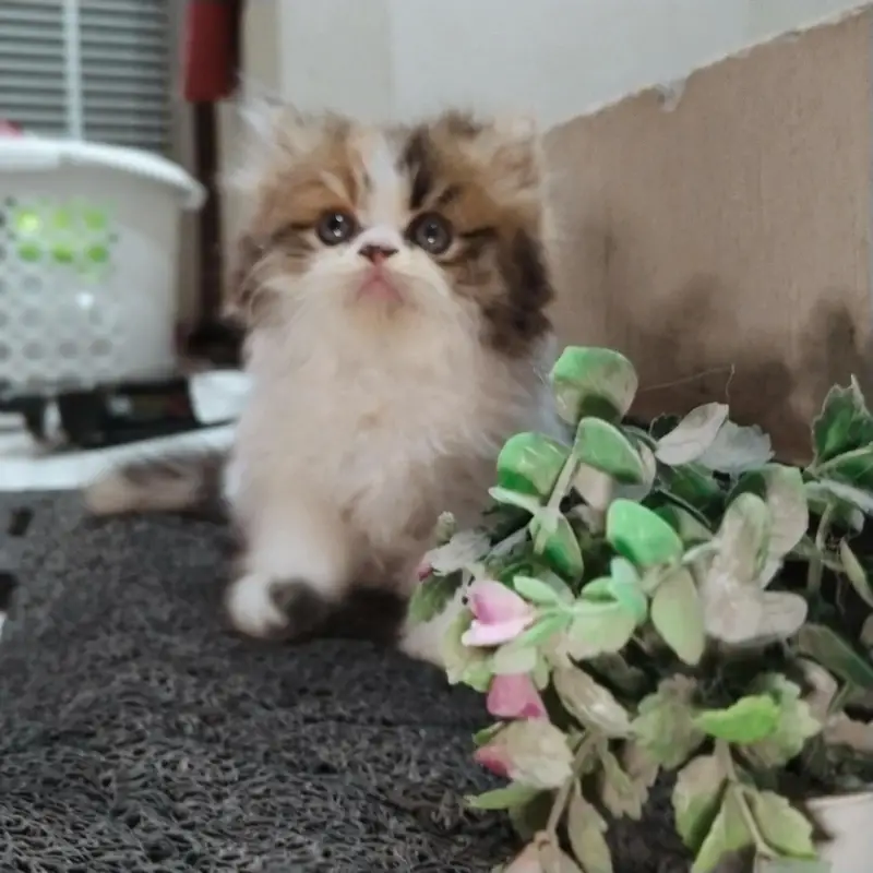 cat Persian punch face pair with one kitten in Islamabad — photo 2