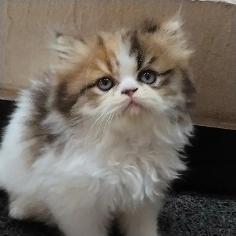 cat Persian punch face pair with one kitten in Islamabad — photo 3