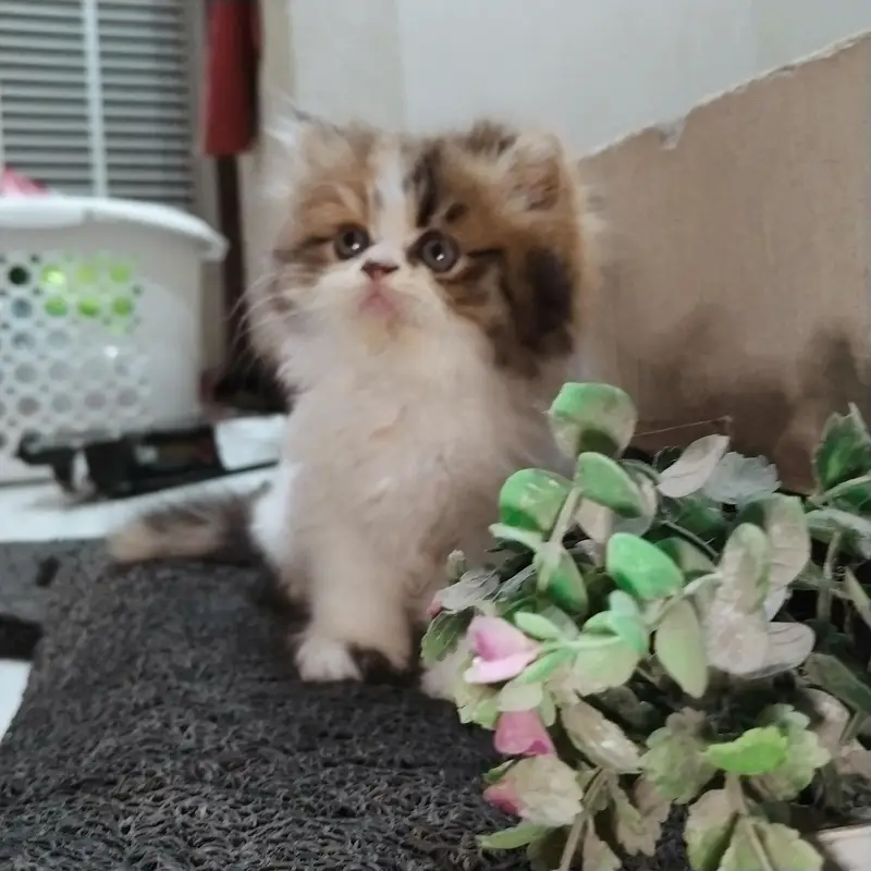cat Persian punch face pair with one kitten in Islamabad — photo 4