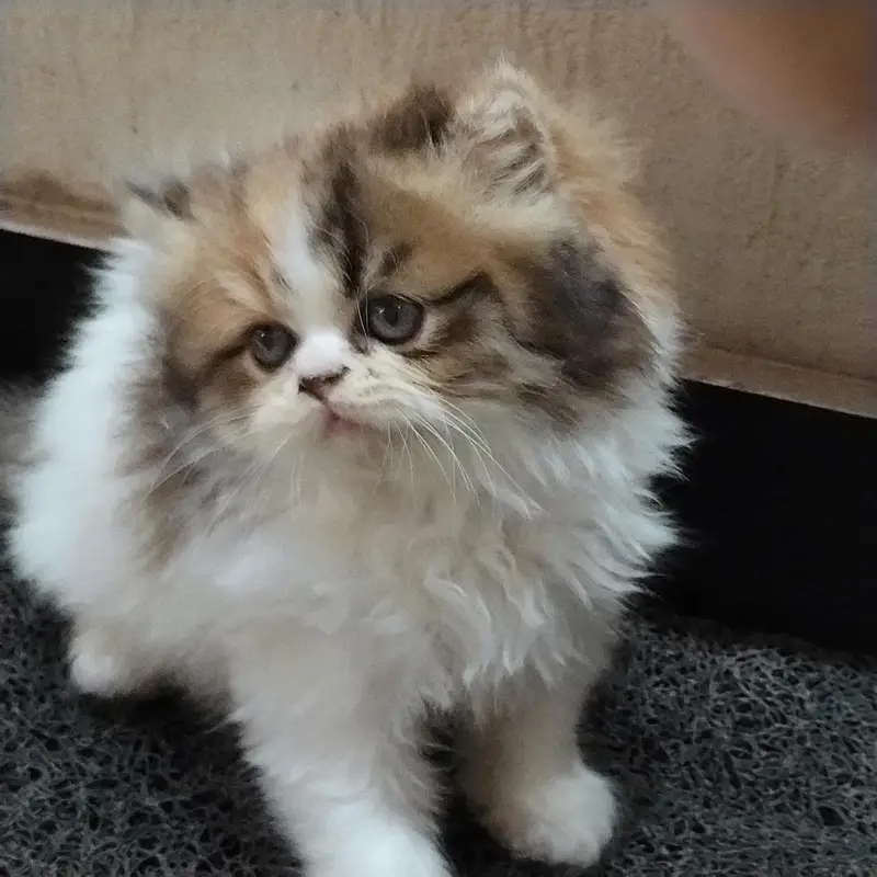 cat Persian punch face pair with one kitten in Islamabad — photo 5