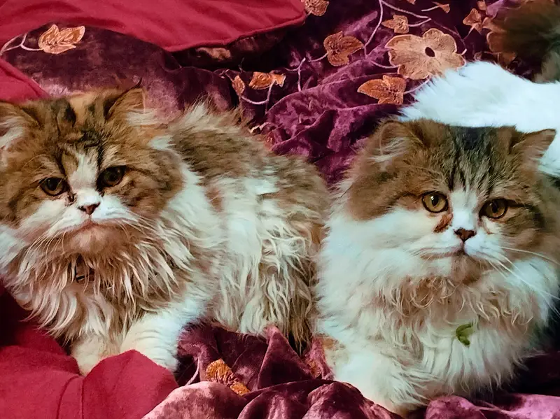 cat Persian punch face pair with one kitten in Islamabad — photo 6