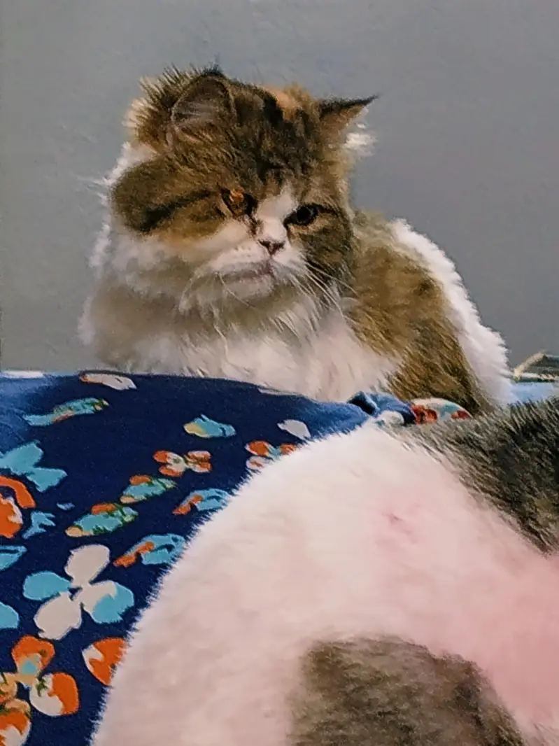 cat Persian punch face pair with one kitten in Islamabad — photo 7