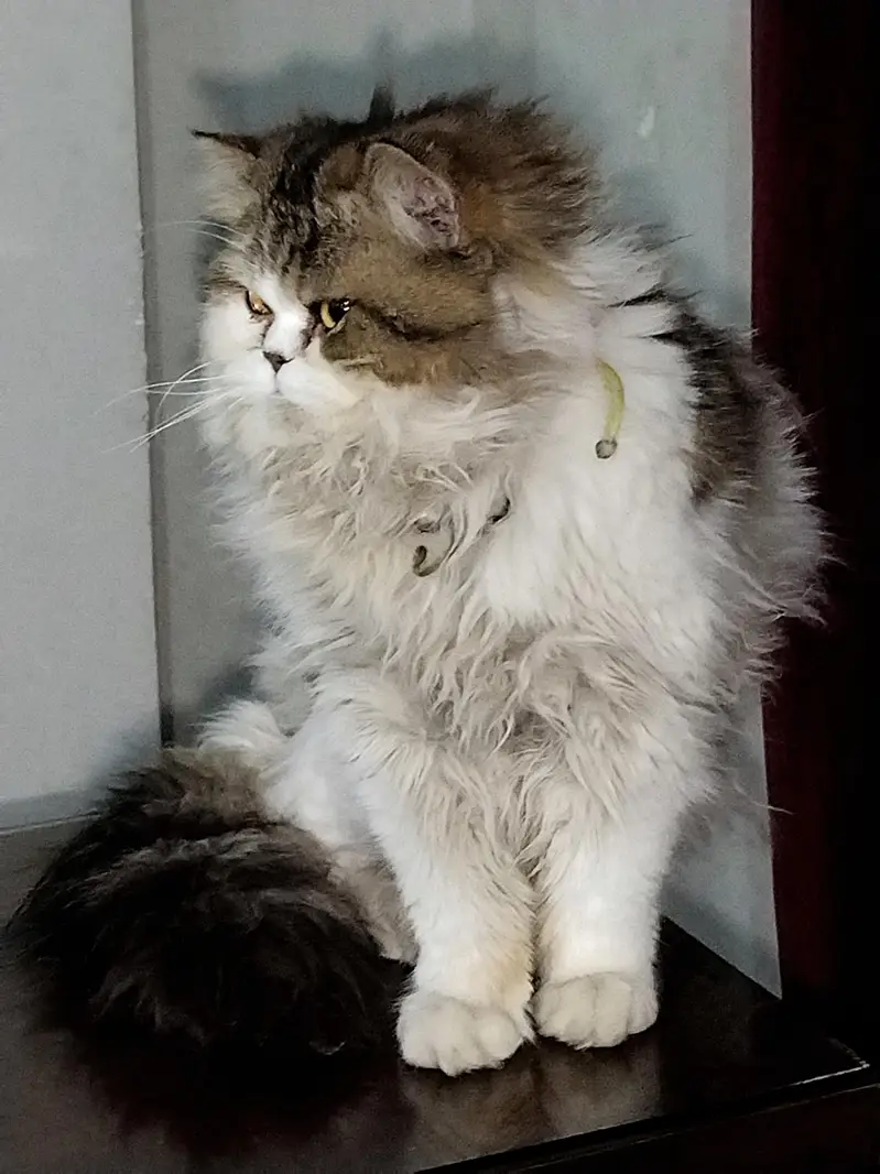 cat Persian punch face pair with one kitten in Islamabad — photo 8