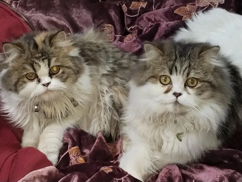 cat Persian punch face pair with one kitten in Islamabad — photo 10
