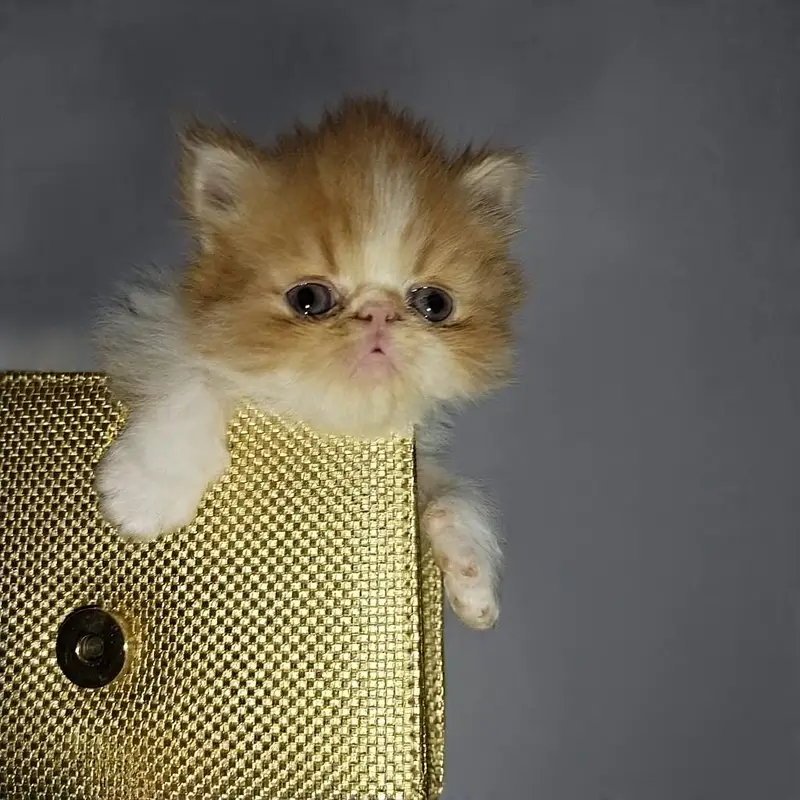 cat Persian punch face pair with one kitten in Islamabad — photo 11