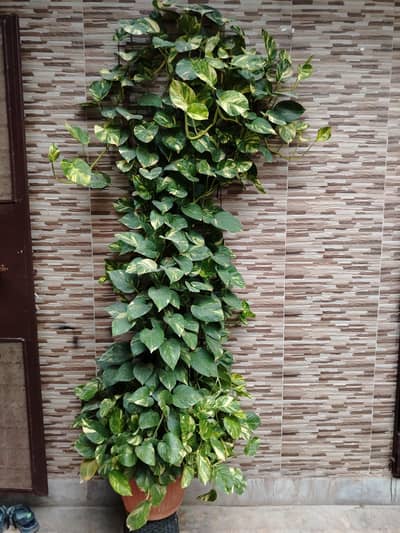 Healthy Indoor Plants with Pots – Excellent Condition