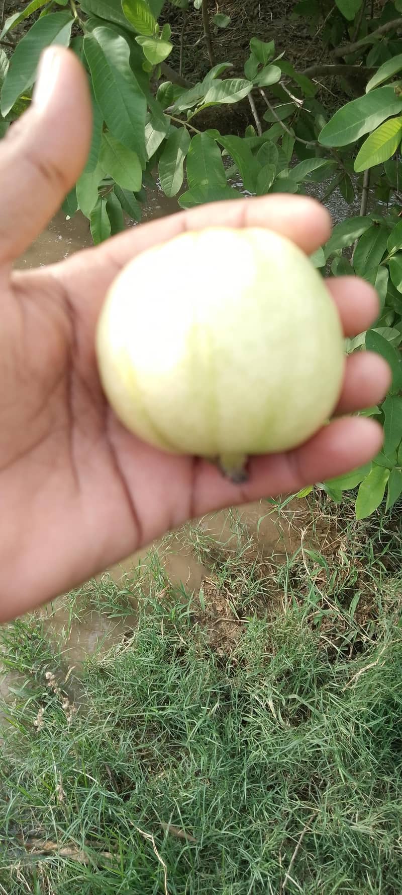 _امرود کے باغ ہے اس کے لیے مزدور چاہیے 1