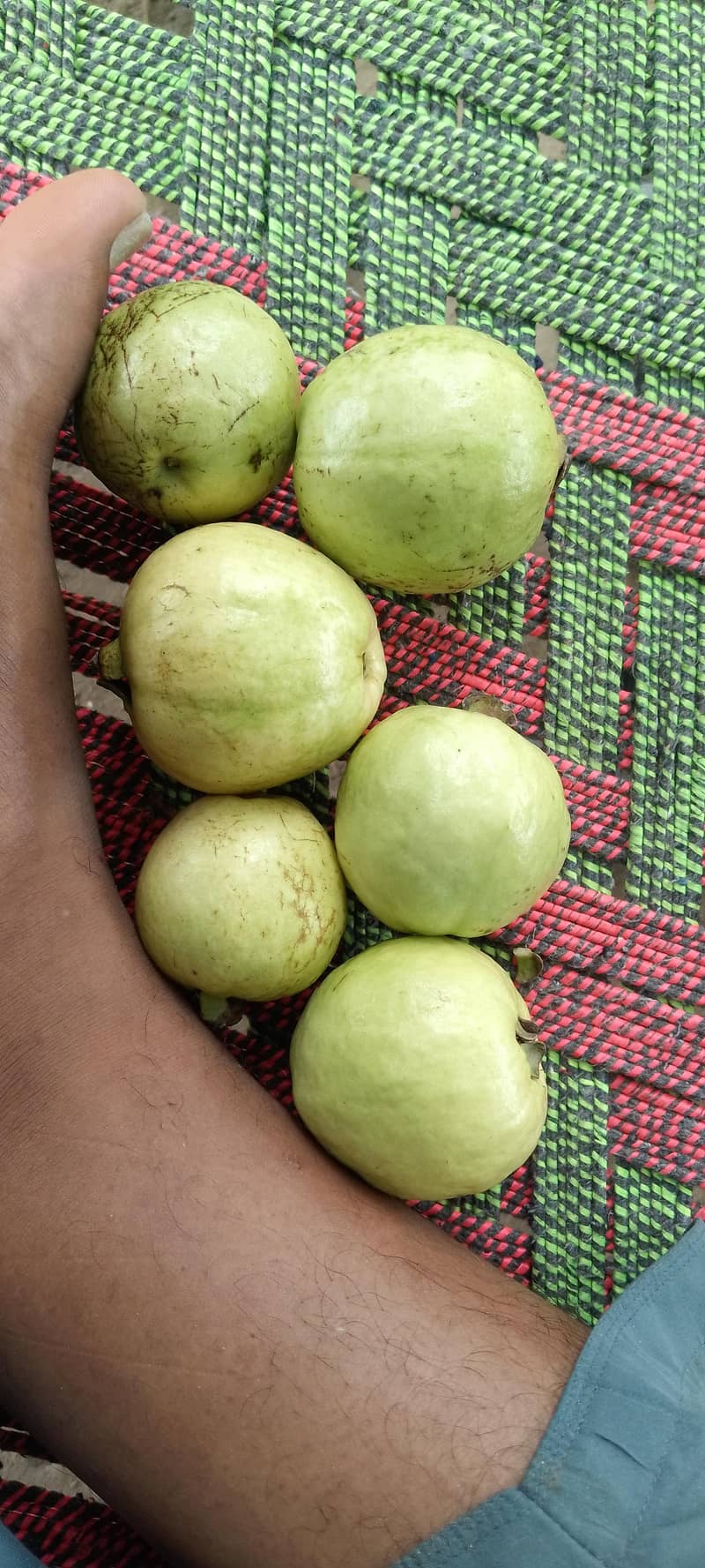 _امرود کے باغ ہے اس کے لیے مزدور چاہیے 3