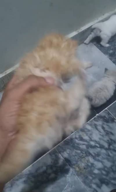 Pure Persian Cats for Sale