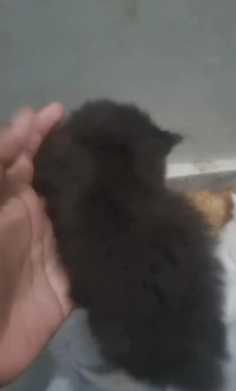 Pure Persian Cats for Sale — photo 2