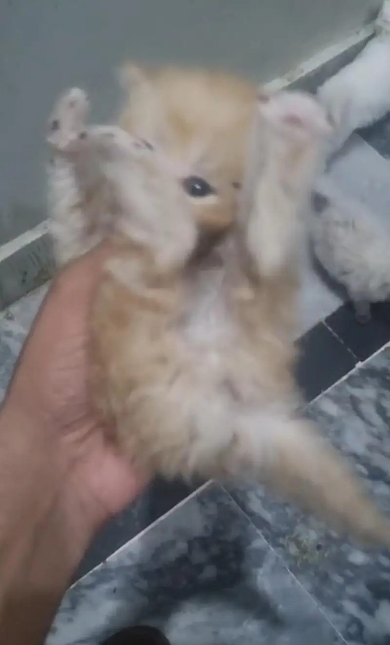 Pure Persian Cats for Sale — photo 3