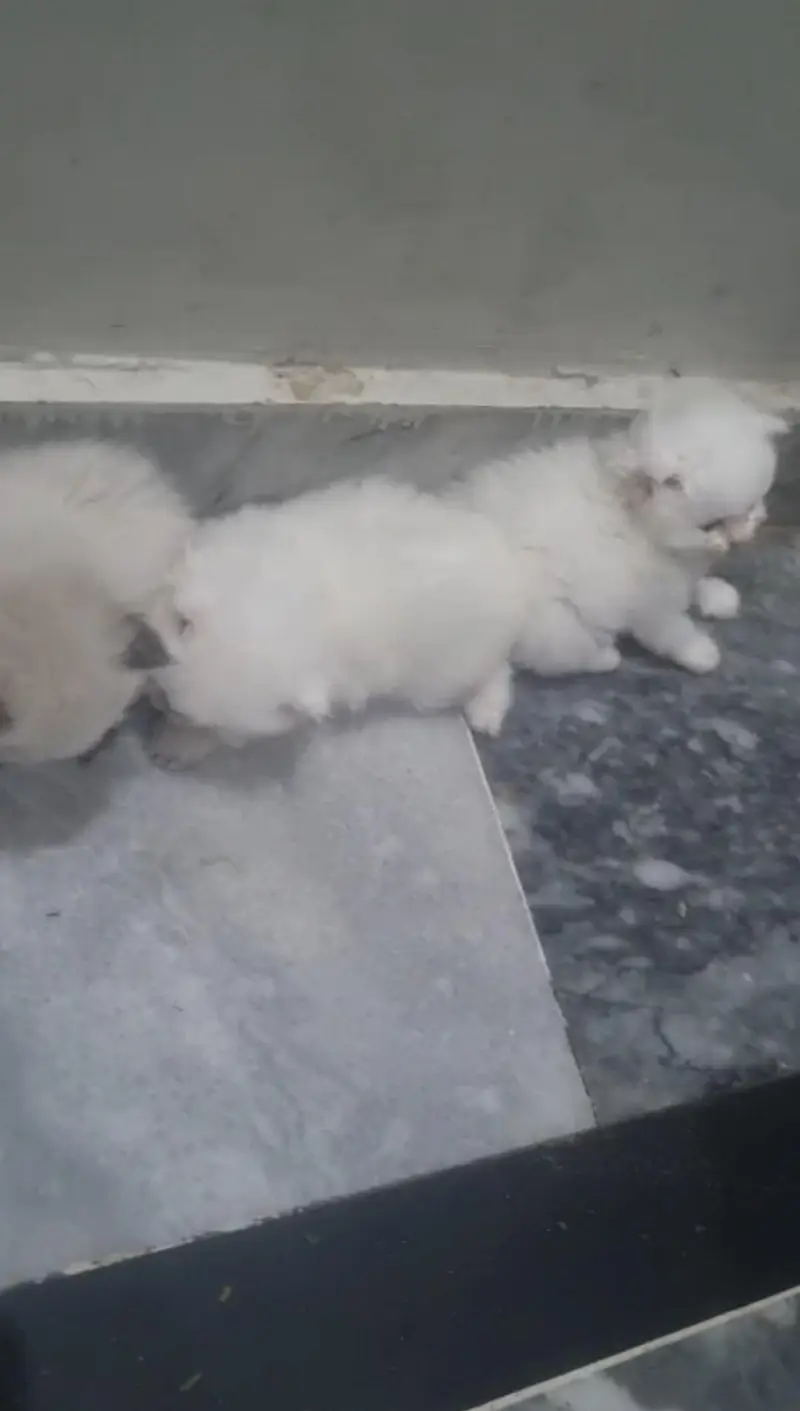 Pure Persian Cats for Sale — photo 4