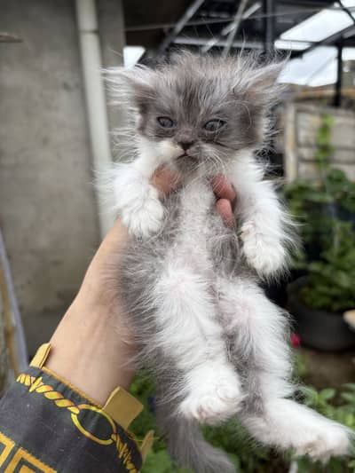 Persian cats