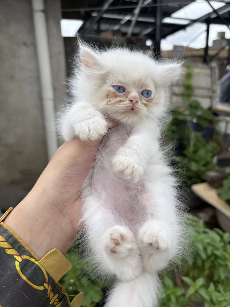 Persian cats — photo 2