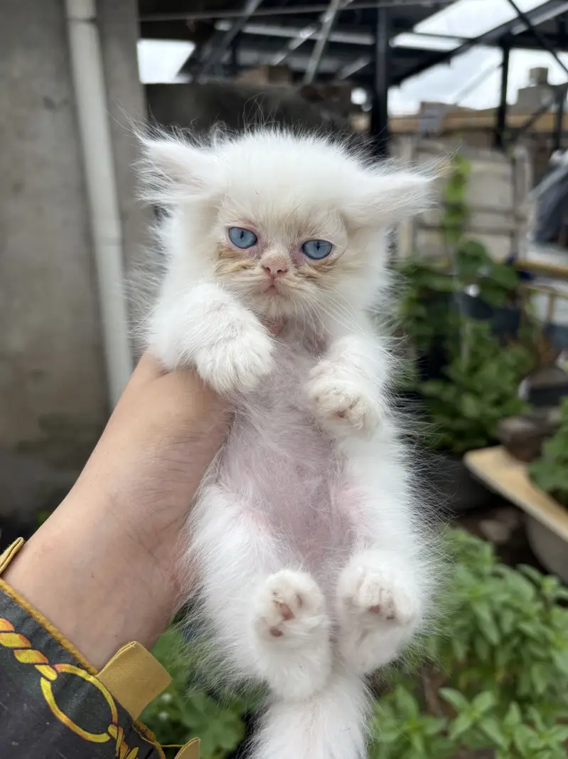 Persian cats — photo 3