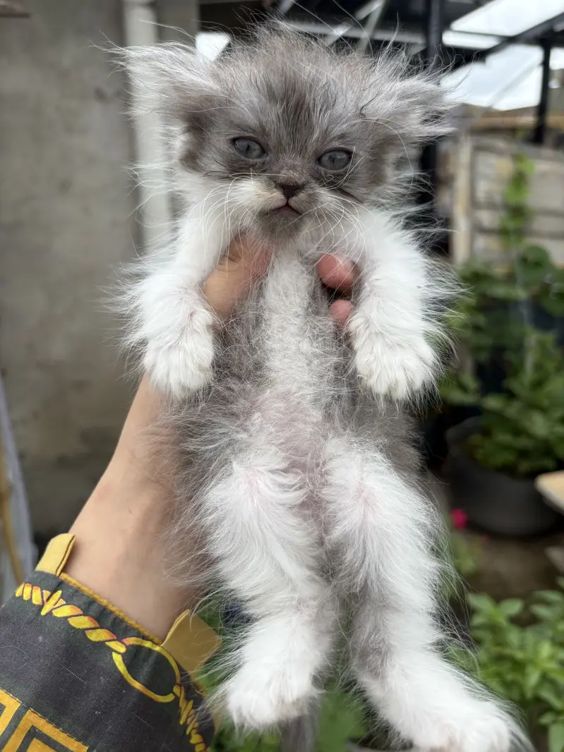 Persian cats — photo 4