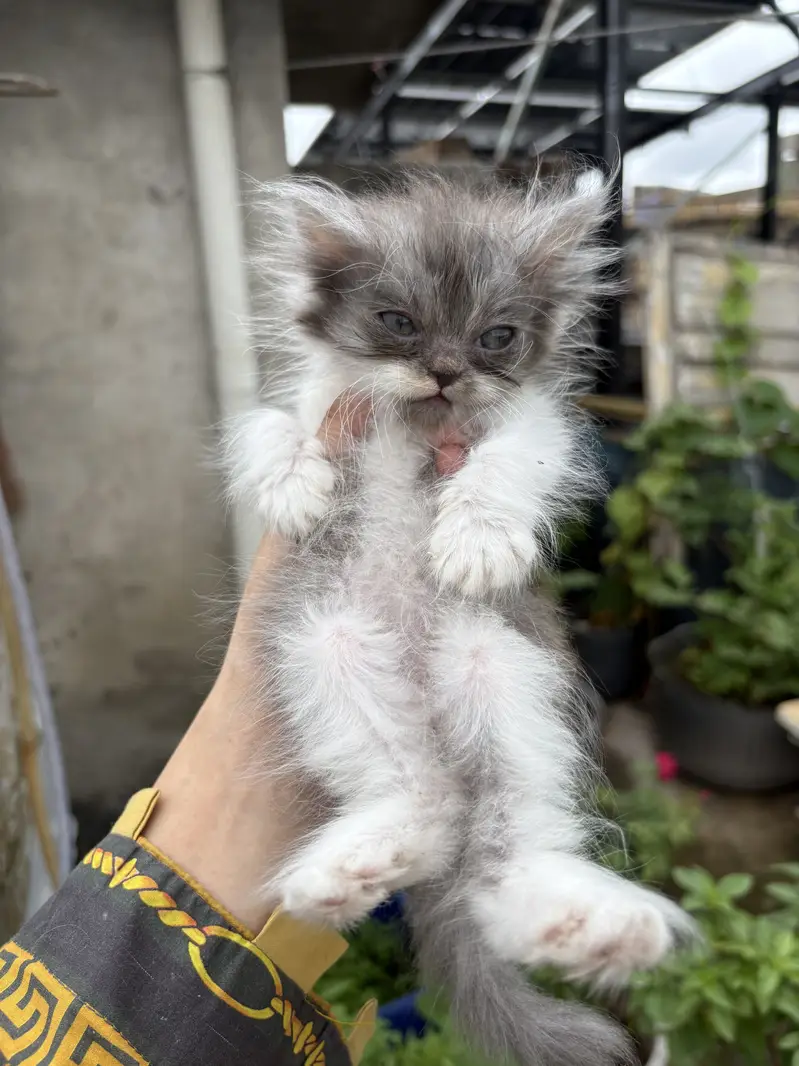 Persian cats — photo 5