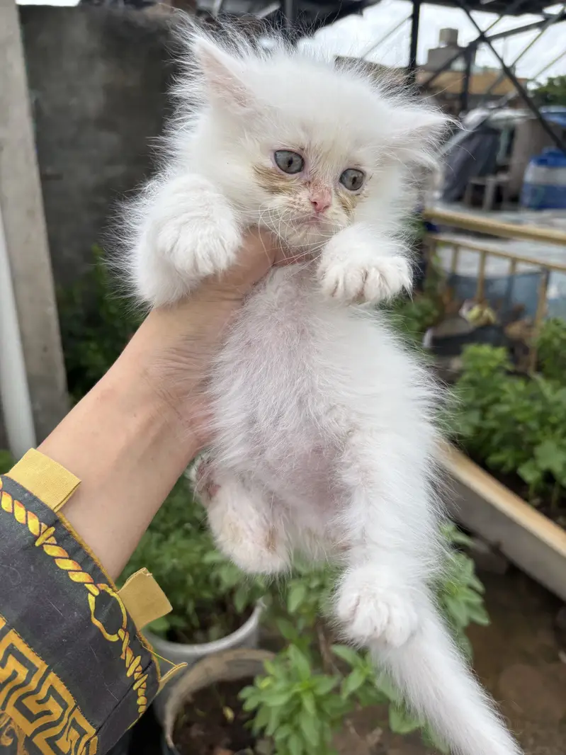 Persian cats — photo 6